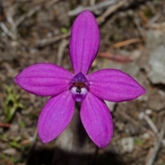Glossodia minor (Small Wax-lip Orchid) at West Nowra, NSW - 25 Aug 2013 by AlanS