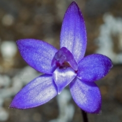 Glossodia minor (Small Wax-lip Orchid) at Tianjara, NSW - 22 Sep 2005 by AlanS