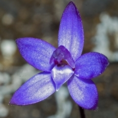 Glossodia minor (Small Wax-lip Orchid) at Tianjara, NSW - 23 Sep 2005 by AlanS