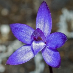 Glossodia minor at Tianjara, NSW - 23 Sep 2005