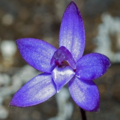 Glossodia minor (Small Wax-lip Orchid) at Tianjara, NSW - 22 Sep 2005 by AlanS