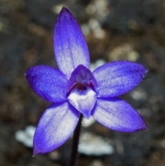 Glossodia minor at Tianjara, NSW - suppressed