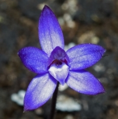 Glossodia minor at Tianjara, NSW - 23 Sep 2005