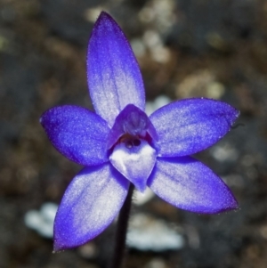 Glossodia minor at Tianjara, NSW - 23 Sep 2005