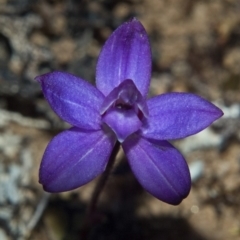 Glossodia minor (Small Wax-lip Orchid) at Tianjara, NSW - 27 Sep 2010 by AlanS