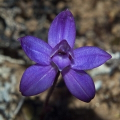 Glossodia minor (Small Wax-lip Orchid) at Tianjara, NSW - 28 Sep 2010 by AlanS