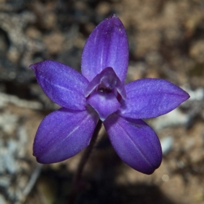 Glossodia minor (Small Wax-lip Orchid) at Tianjara, NSW - 28 Sep 2010 by AlanS