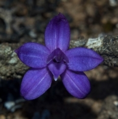 Glossodia minor at Tianjara, NSW - 28 Sep 2010