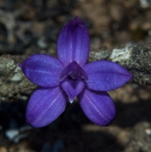 Glossodia minor at Tianjara, NSW - suppressed