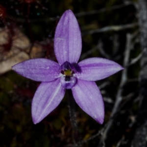 Glossodia minor at Tianjara, NSW - suppressed