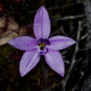 Glossodia minor at Tianjara, NSW - suppressed