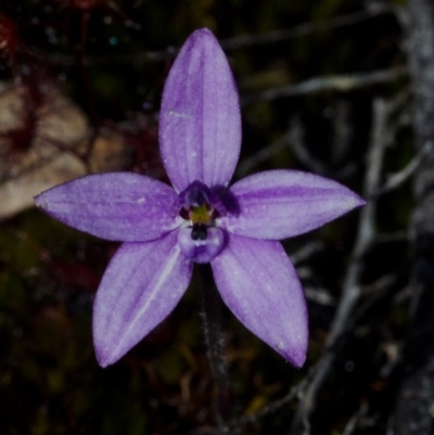 Glossodia minor (Small Wax-lip Orchid) at Tianjara, NSW - 9 Oct 2016 by AlanS