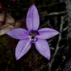 Glossodia minor (Small Wax-lip Orchid) at Tianjara, NSW - 8 Oct 2016 by AlanS