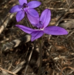 Glossodia minor (Small Wax-lip Orchid) at West Nowra, NSW - 20 Aug 2010 by AlanS