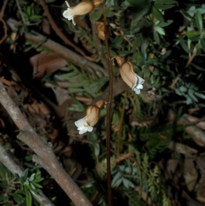 Gastrodia sesamoides (Cinnamon Bells) at Myola, NSW - 3 Nov 2011 by AlanS