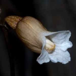 Gastrodia sesamoides at Myola, NSW - suppressed