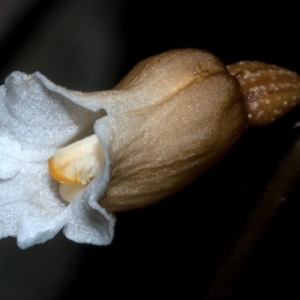 Gastrodia sesamoides at Myola, NSW - suppressed