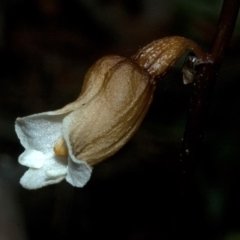 Gastrodia sesamoides at Myola, NSW - suppressed