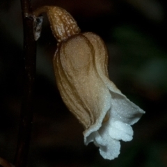 Gastrodia sesamoides at Myola, NSW - suppressed