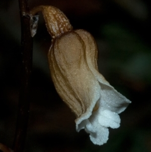 Gastrodia sesamoides at Myola, NSW - 4 Nov 2011