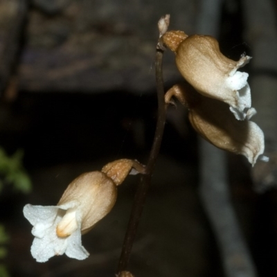 Gastrodia sesamoides (Cinnamon Bells) at Callala Creek Bushcare - 30 Oct 2011 by AlanS