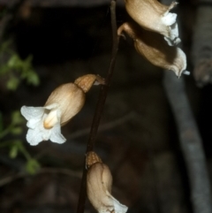 Gastrodia sesamoides at Myola, NSW - suppressed