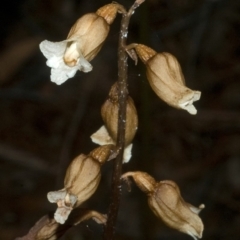 Gastrodia sesamoides at Myola, NSW - suppressed