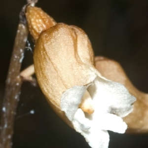 Gastrodia sesamoides at Myola, NSW - suppressed