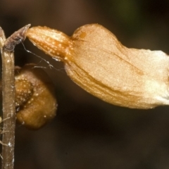 Gastrodia sesamoides at Myola, NSW - 31 Oct 2011