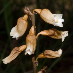 Gastrodia sesamoides at Sanctuary Point, NSW - 31 Oct 2015