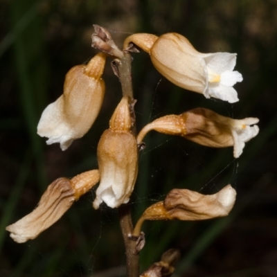 Gastrodia sesamoides (Cinnamon Bells) at Sanctuary Point, NSW - 30 Oct 2015 by AlanS