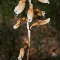 Gastrodia sesamoides at Sanctuary Point, NSW - suppressed