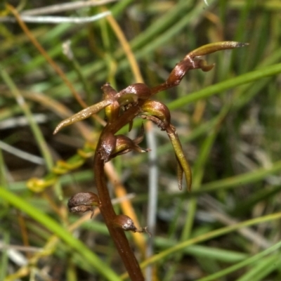 Genoplesium baueri (Bauer's Midge Orchid) at Yerriyong, NSW by AlanS