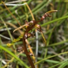 Genoplesium baueri (Bauer's Midge Orchid) at Parma Creek Nature Reserve - 3 Feb 2012 by AlanS