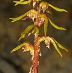 Genoplesium baueri (Bauer's Midge Orchid) at Yerriyong, NSW - 10 Mar 2008 by AlanS