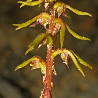 Genoplesium baueri (Bauer's Midge Orchid) at Jerrawangala National Park - 10 Mar 2008 by AlanS