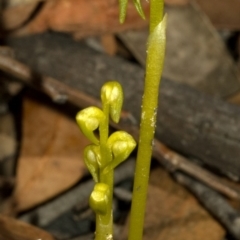 Genoplesium baueri (Bauer's Midge Orchid) at Vincentia, NSW - 10 Mar 2009 by AlanS