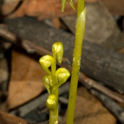Genoplesium baueri (Bauer's Midge Orchid) at Jervis Bay National Park - 10 Mar 2009 by AlanS
