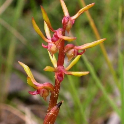 Genoplesium baueri (Bauer's Midge Orchid) at Jerrawangala National Park - 22 Mar 2004 by AlanS