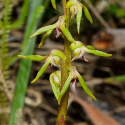 Genoplesium baueri (Bauer's Midge Orchid) at Vincentia, NSW by AlanS