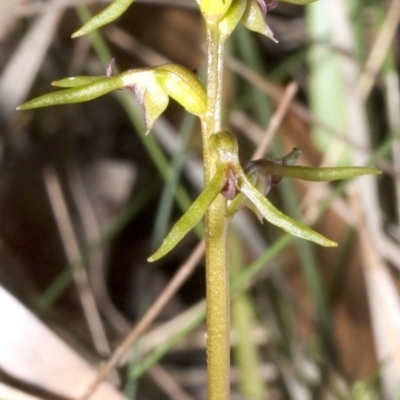 Genoplesium baueri (Bauer's Midge Orchid) at Callala Beach, NSW - 24 Feb 2006 by AlanS