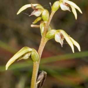 Genoplesium baueri at suppressed - 25 Feb 2006