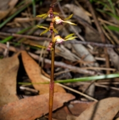 Genoplesium baueri (Bauer's Midge Orchid) at Vincentia, NSW by AlanS