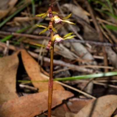 Genoplesium baueri (Bauer's Midge Orchid) at Jervis Bay National Park - 19 Jan 2015 by AlanS