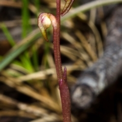 Genoplesium baueri at suppressed - suppressed