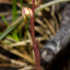 Genoplesium baueri at suppressed - suppressed