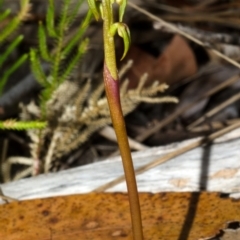 Genoplesium baueri (Bauer's Midge Orchid) at Vincentia, NSW by AlanS