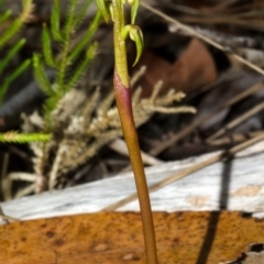 Genoplesium baueri (Bauer's Midge Orchid) at Vincentia, NSW - 12 Feb 2013 by AlanS