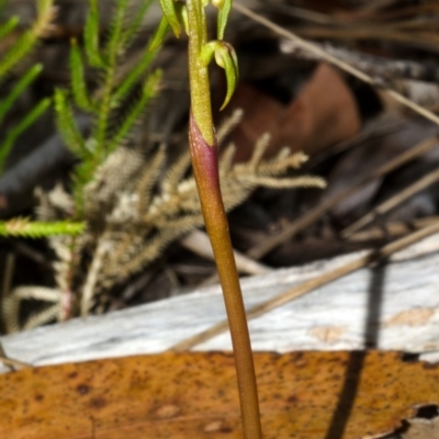 Genoplesium baueri (Bauer's Midge Orchid) at Jervis Bay National Park - 12 Feb 2013 by AlanS