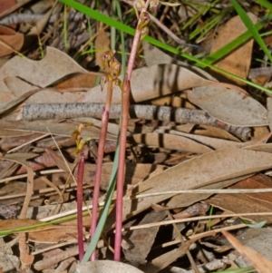 Genoplesium baueri at suppressed - suppressed